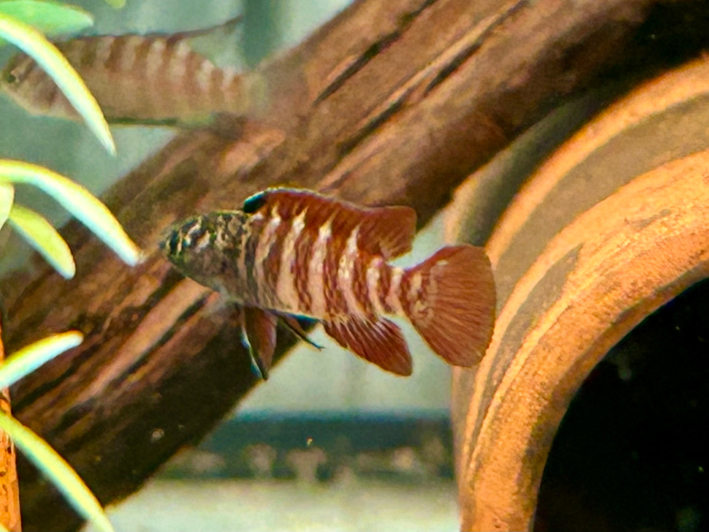 Black Tiger Zwergblaubarsch Dario tigris