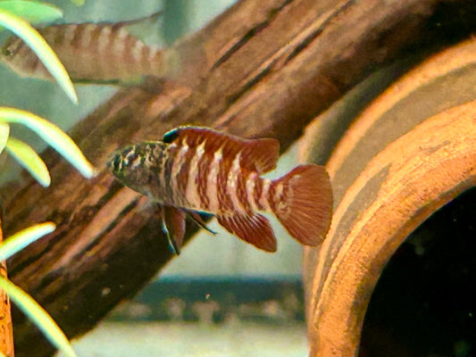 Black Tiger Zwergblaubarsch Dario tigris