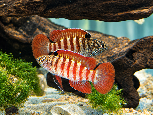 Black Tiger Zwergblaubarsch Dario tigris