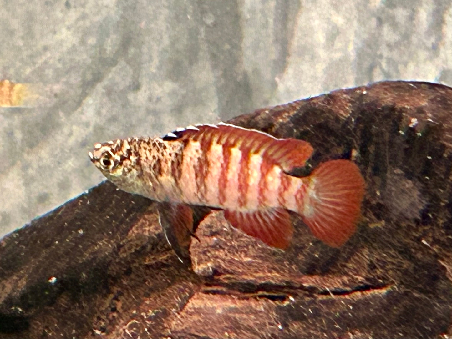 Black Tiger Zwergblaubarsch Dario tigris