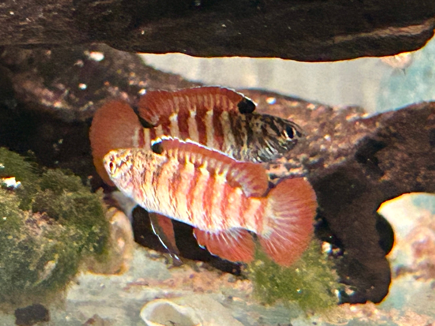 Black Tiger Zwergblaubarsch Dario tigris