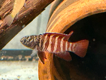 Black Tiger Zwergblaubarsch Dario tigris