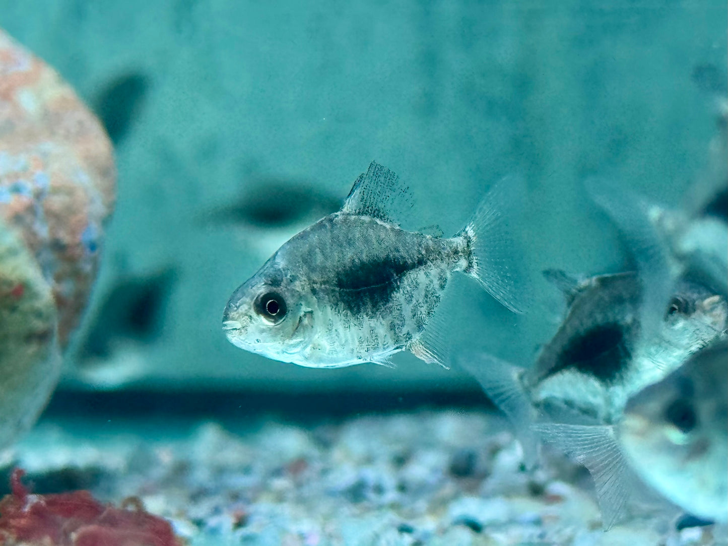 Blackberry Scheibensalmler Myleus sp. Lamax III