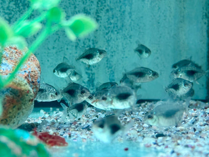 Blackberry Scheibensalmler Myleus sp. Lamax III