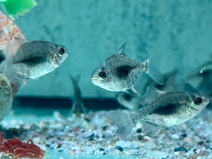 Blackberry Scheibensalmler Myleus sp. Lamax III