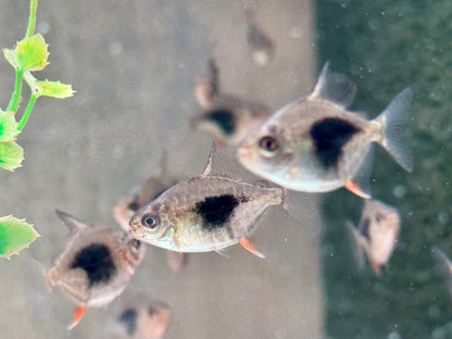 Blackberry Scheibensalmler Myleus sp. Lamax III