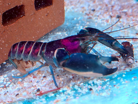 Blau Rosa Krebs Cherax pulcher