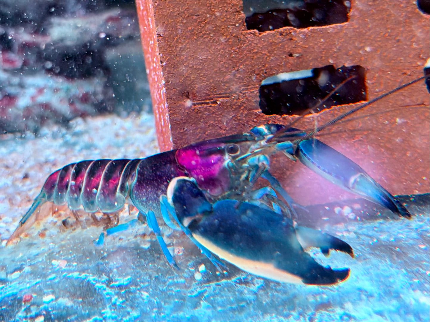 Blau Rosa Krebs Cherax pulcher