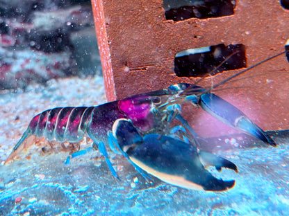 Blau Rosa Krebs Cherax pulcher