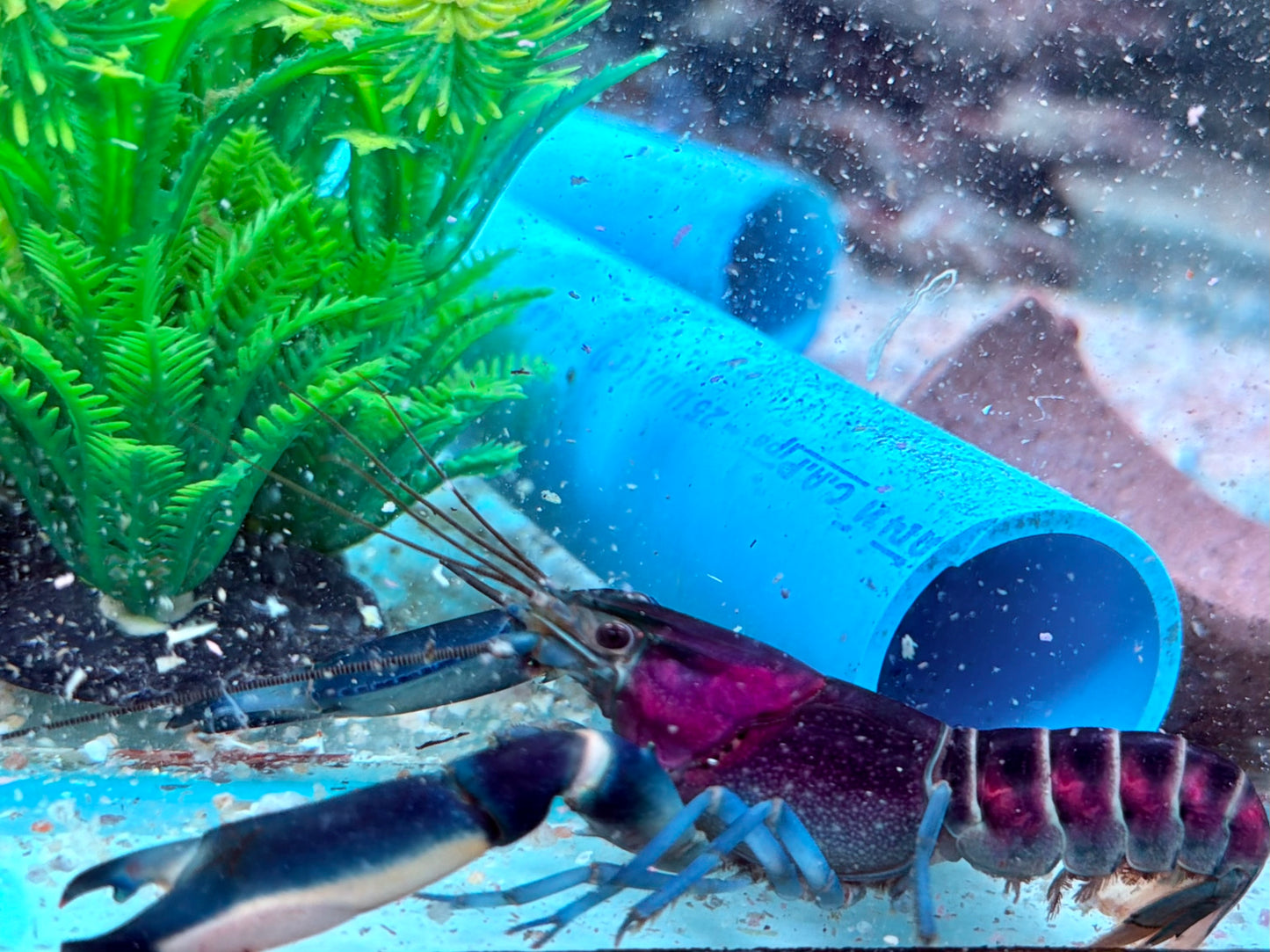 Blau Rosa Krebs Cherax pulcher