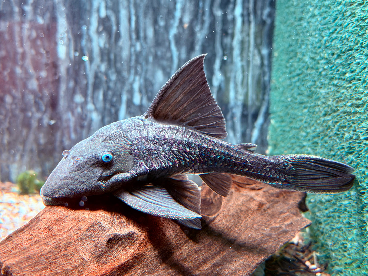Blauaugen Harnischwels Panaque suttoni 14-16 cm