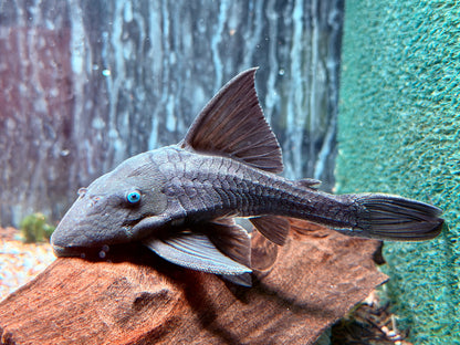 Blauaugen Harnischwels Panaque suttoni 14-16 cm