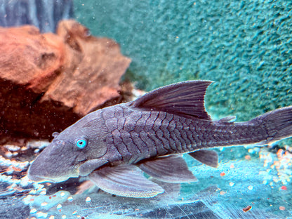Blauaugen Harnischwels Panaque suttoni 14-16 cm