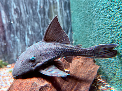 Blauaugen Harnischwels Panaque suttoni 14-16 cm