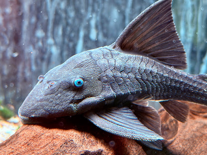 Blauaugen Harnischwels Panaque suttoni 14-16 cm