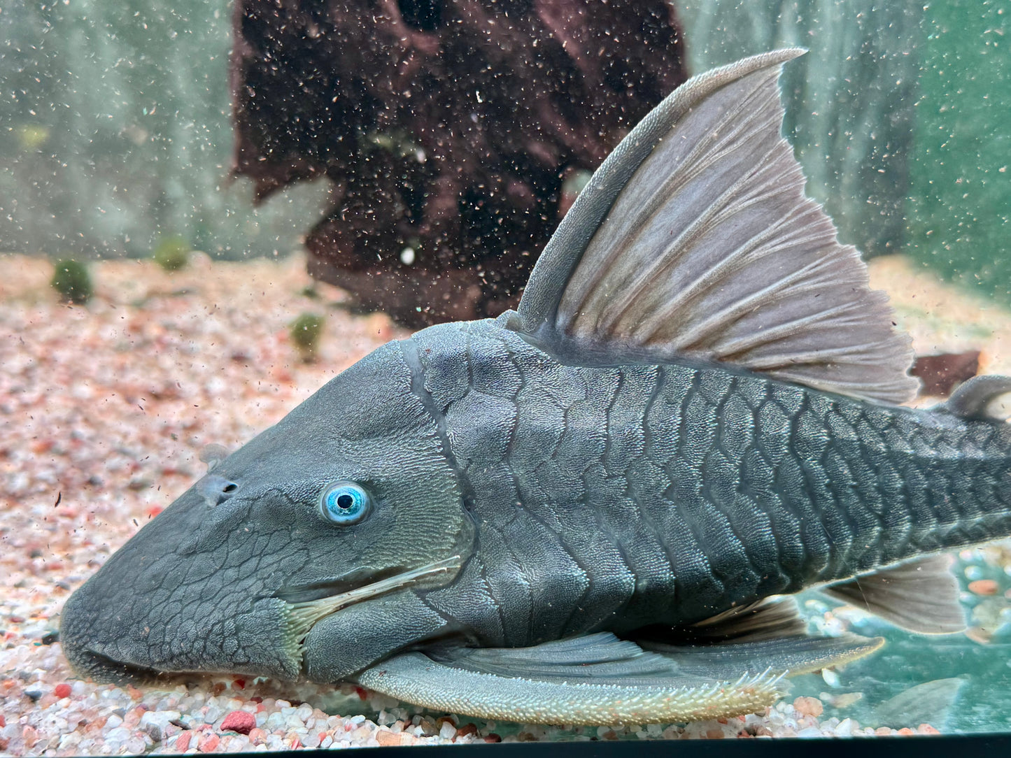 Blauaugen Harnischwels Panaque suttoni 20-22cm