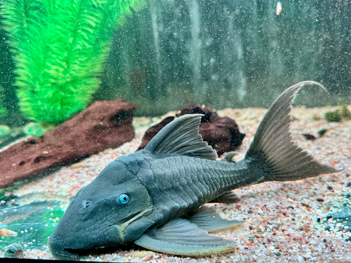 Blauaugen Harnischwels Panaque suttoni 20-22cm