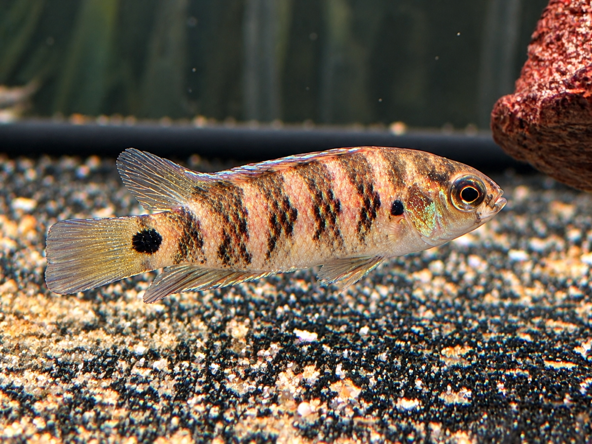 Blaubarsch – Badis badis (Indischer Blaubarsch) 3-3,5 cm