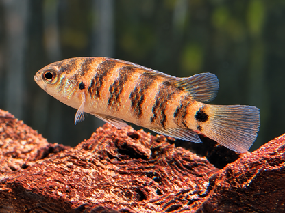Blaubarsch – Badis badis (Indischer Blaubarsch) 3-3,5 cm