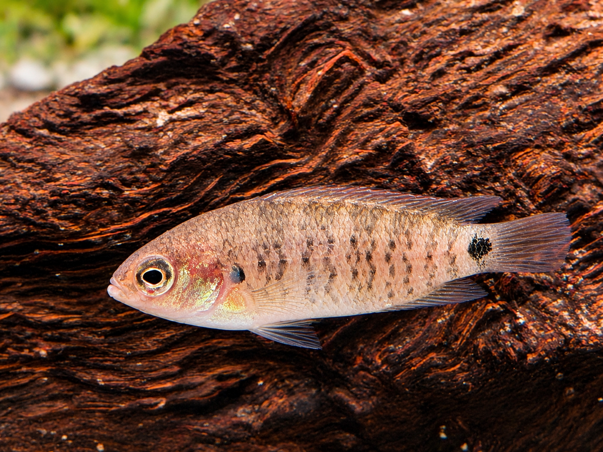 Blaubarsch – Badis badis (Indischer Blaubarsch) 3-3,5 cm