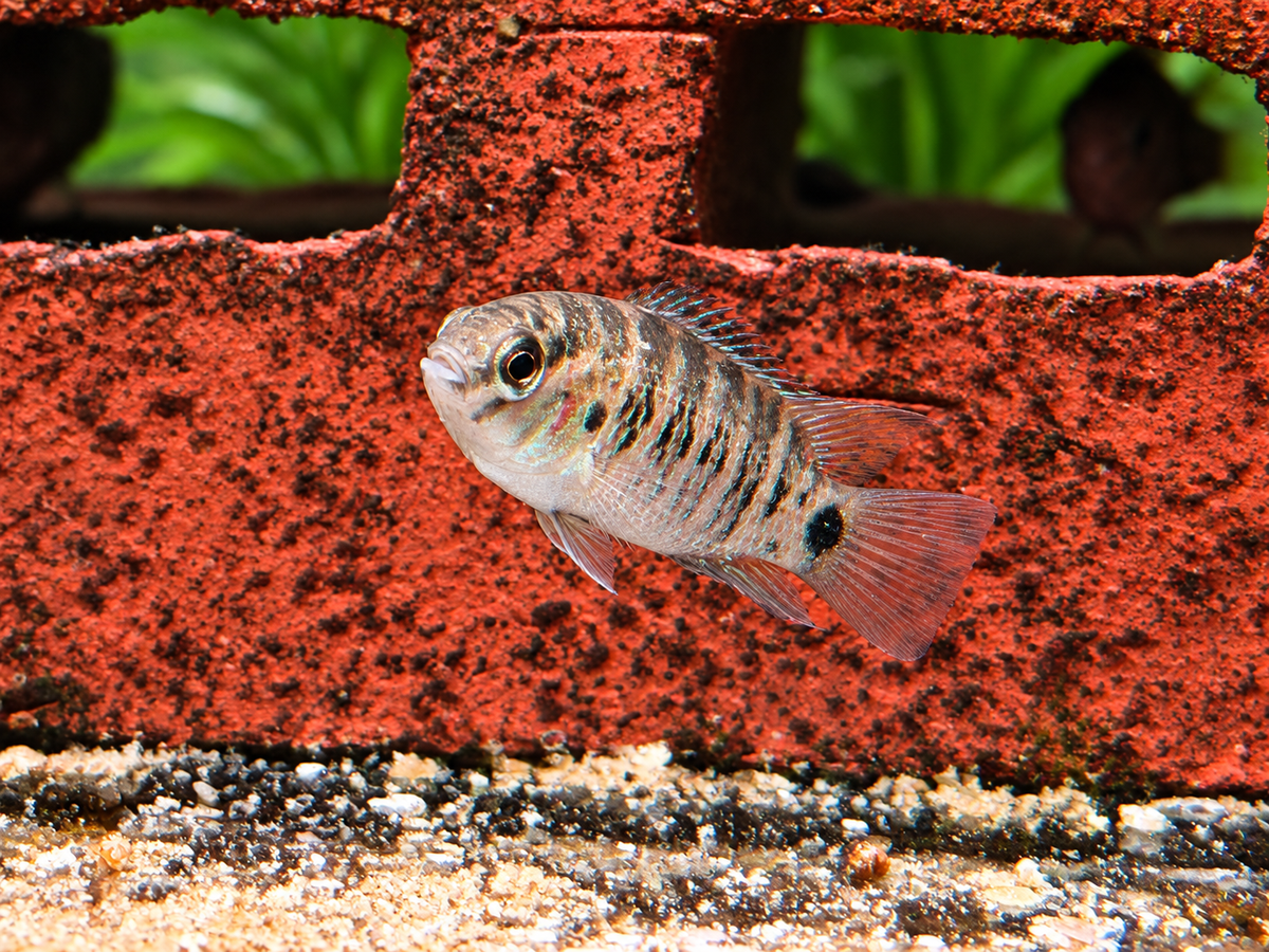Blaubarsch – Badis badis (Indischer Blaubarsch) 3-3,5 cm