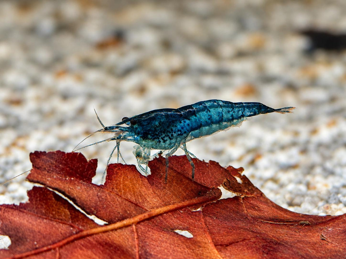 Blaue Carbon Rili Garnele Neocaridina davidi