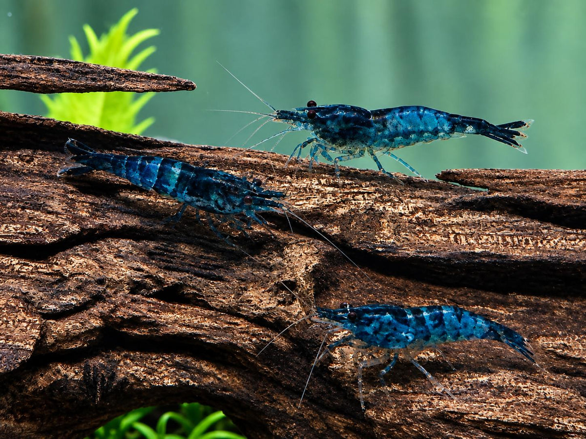 Blaue Carbon Rili Garnele Neocaridina davidi