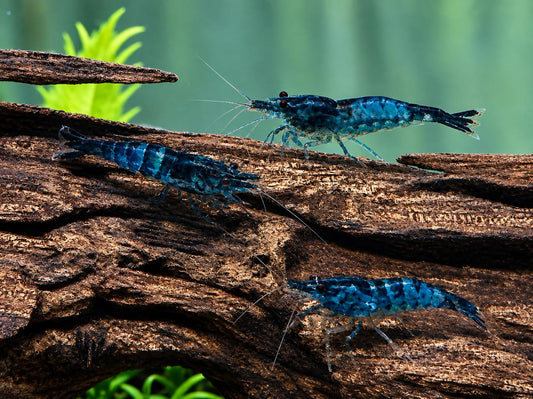 Blaue Carbon Rili Garnele Neocaridina davidi