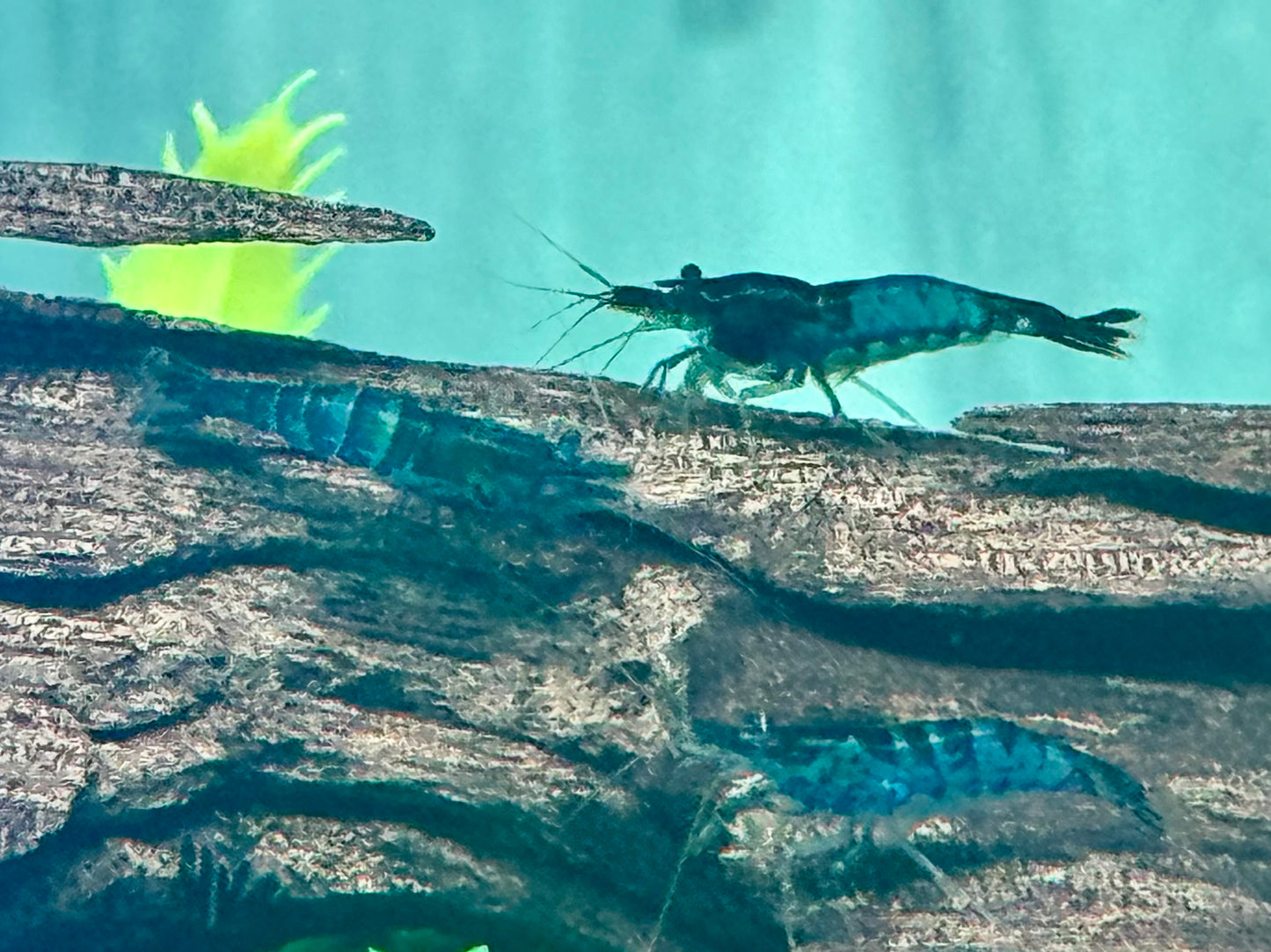 Blaue Carbon Rili Garnele Neocaridina davidi
