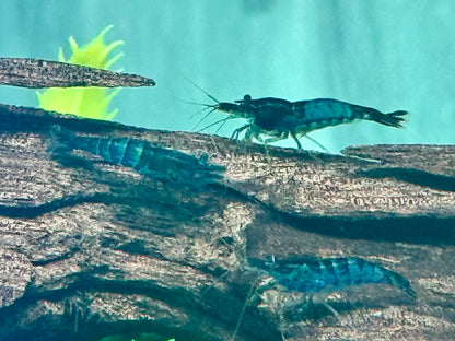 Blaue Carbon Rili Garnele Neocaridina davidi