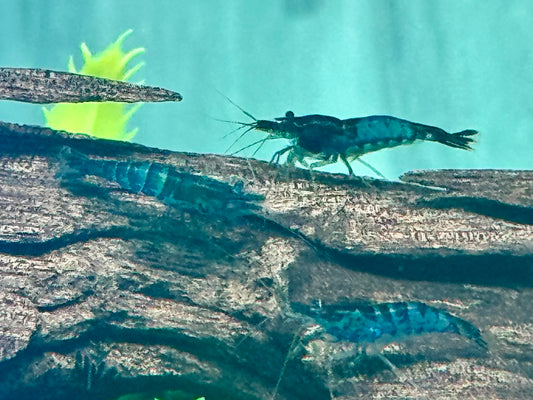 Blaue Carbon Rili Garnele Neocaridina davidi