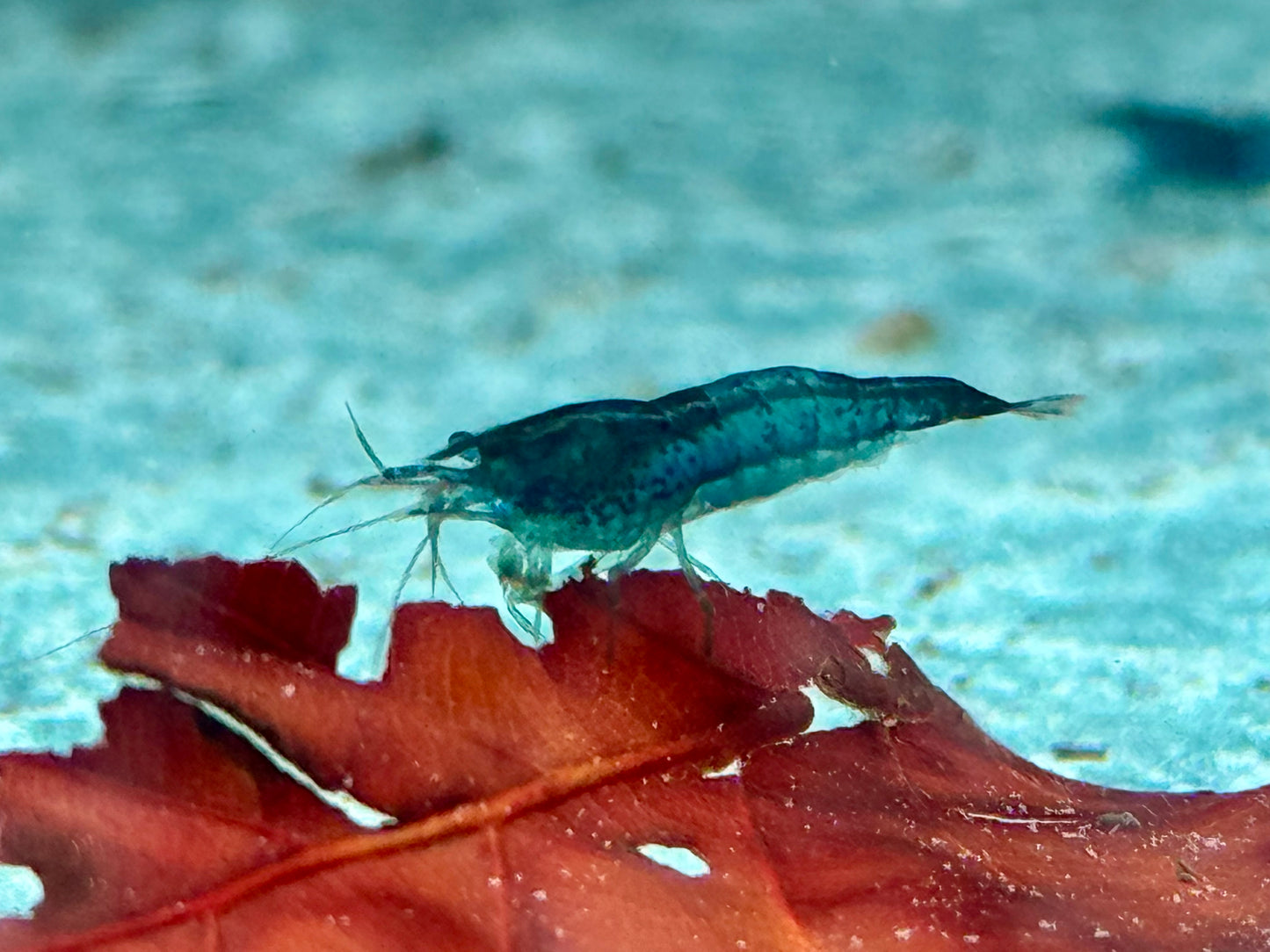 Blaue Carbon Rili Garnele Neocaridina davidi