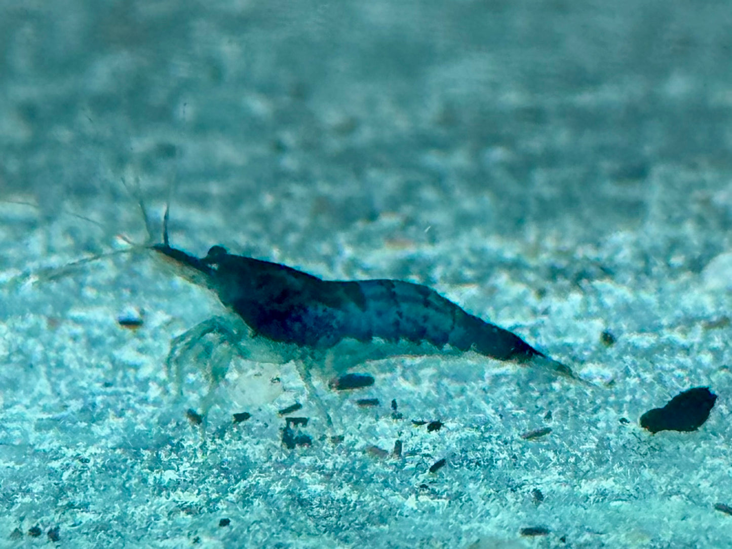 Blaue Carbon Rili Garnele Neocaridina davidi