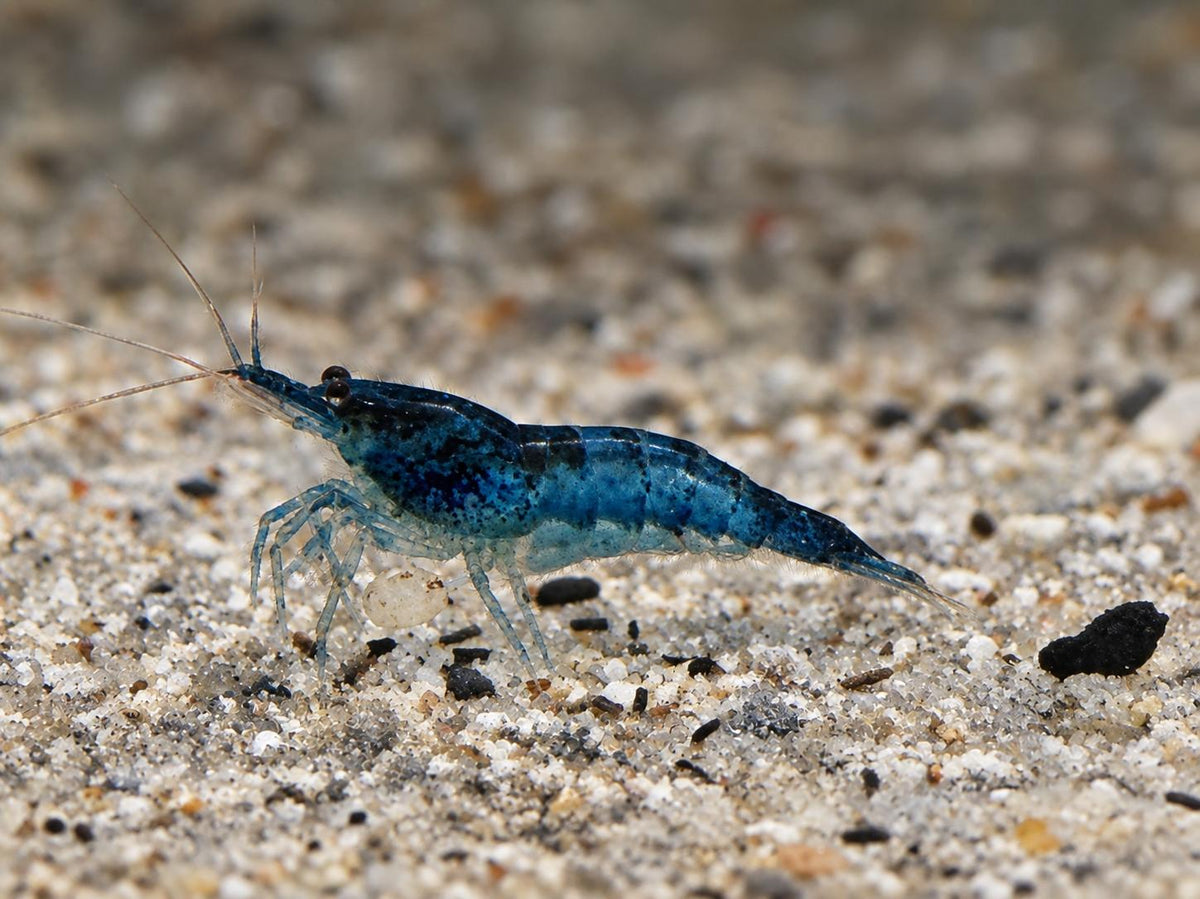 Blaue Carbon Rili Garnele Neocaridina davidi