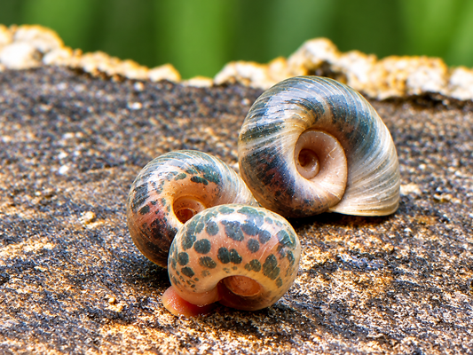 Blaue Posthornschnecke Planorbella duryi