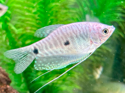 Blauer Fadenfisch Trichopodus / Trichogaster trichopterus