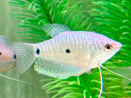 Blauer Fadenfisch Trichopodus / Trichogaster trichopterus