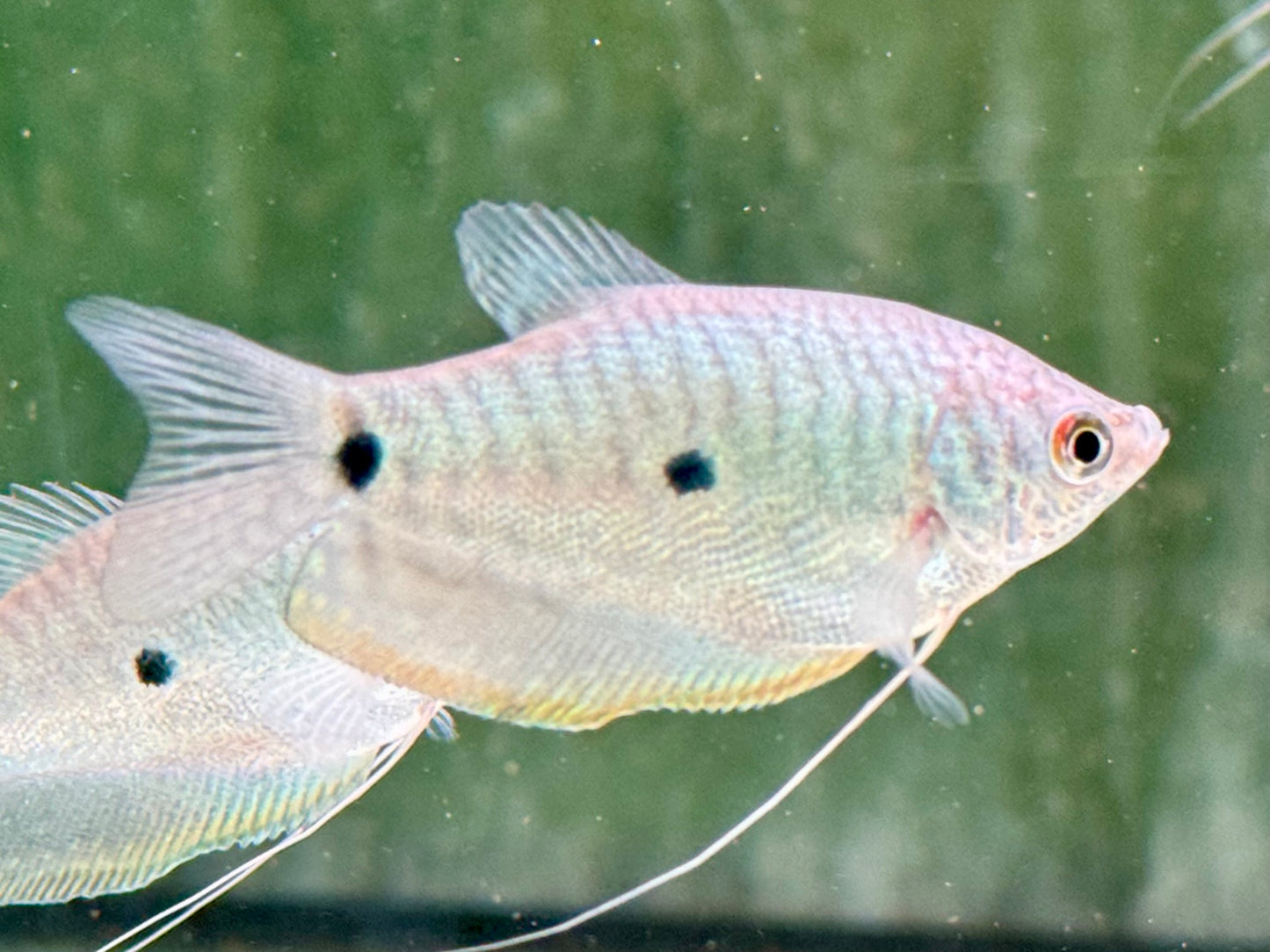 Blauer Fadenfisch Trichopodus / Trichogaster trichopterus