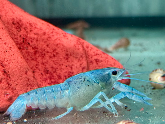 Blauer Floridakrebs Procambarus alleni