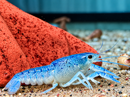 Blauer Floridakrebs Procambarus alleni