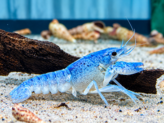 Blauer Floridakrebs Procambarus alleni