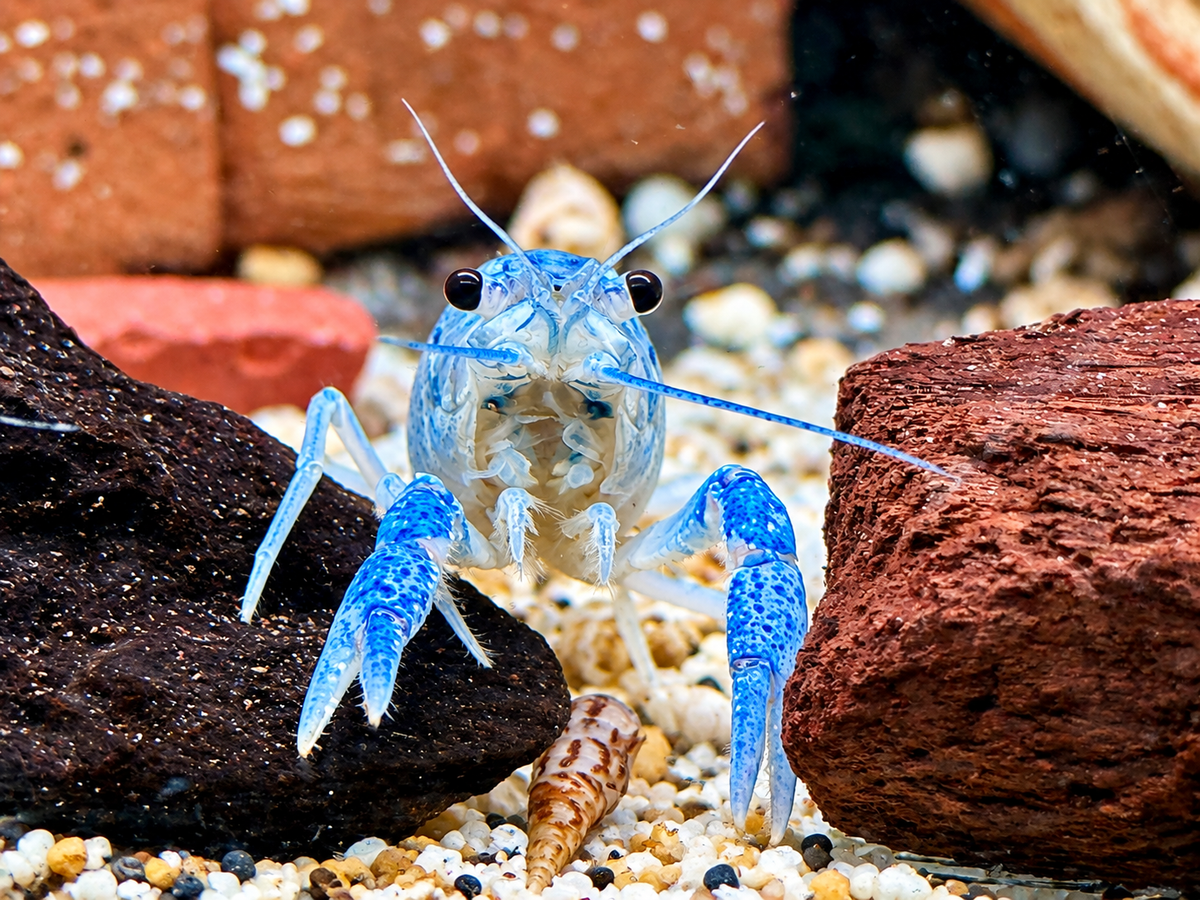 Blauer Floridakrebs Procambarus alleni