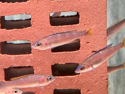 Blauer Heringscichlide Cyprichromis leptosoma Mpulungu