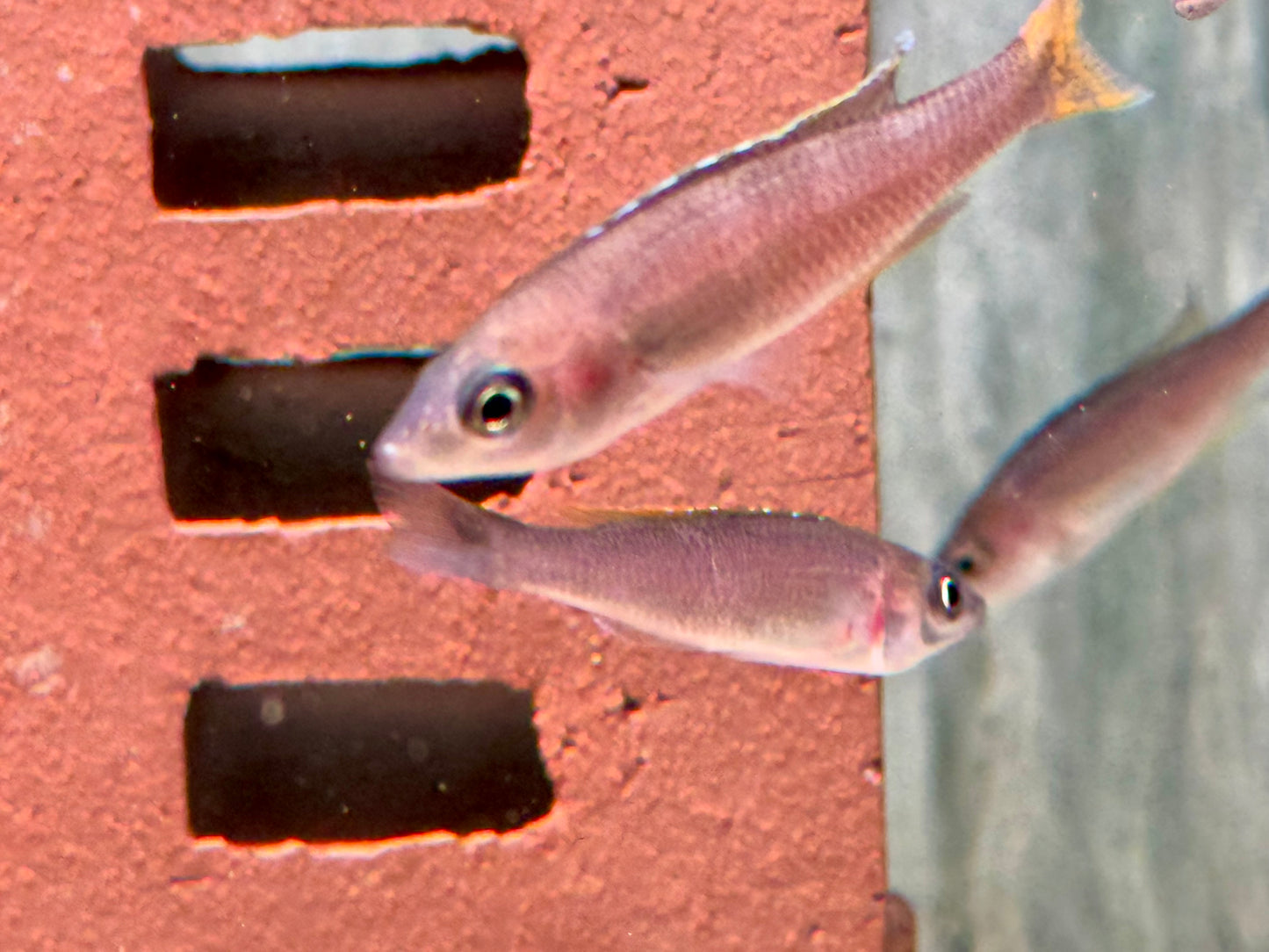 Blauer Heringscichlide Cyprichromis leptosoma Mpulungu