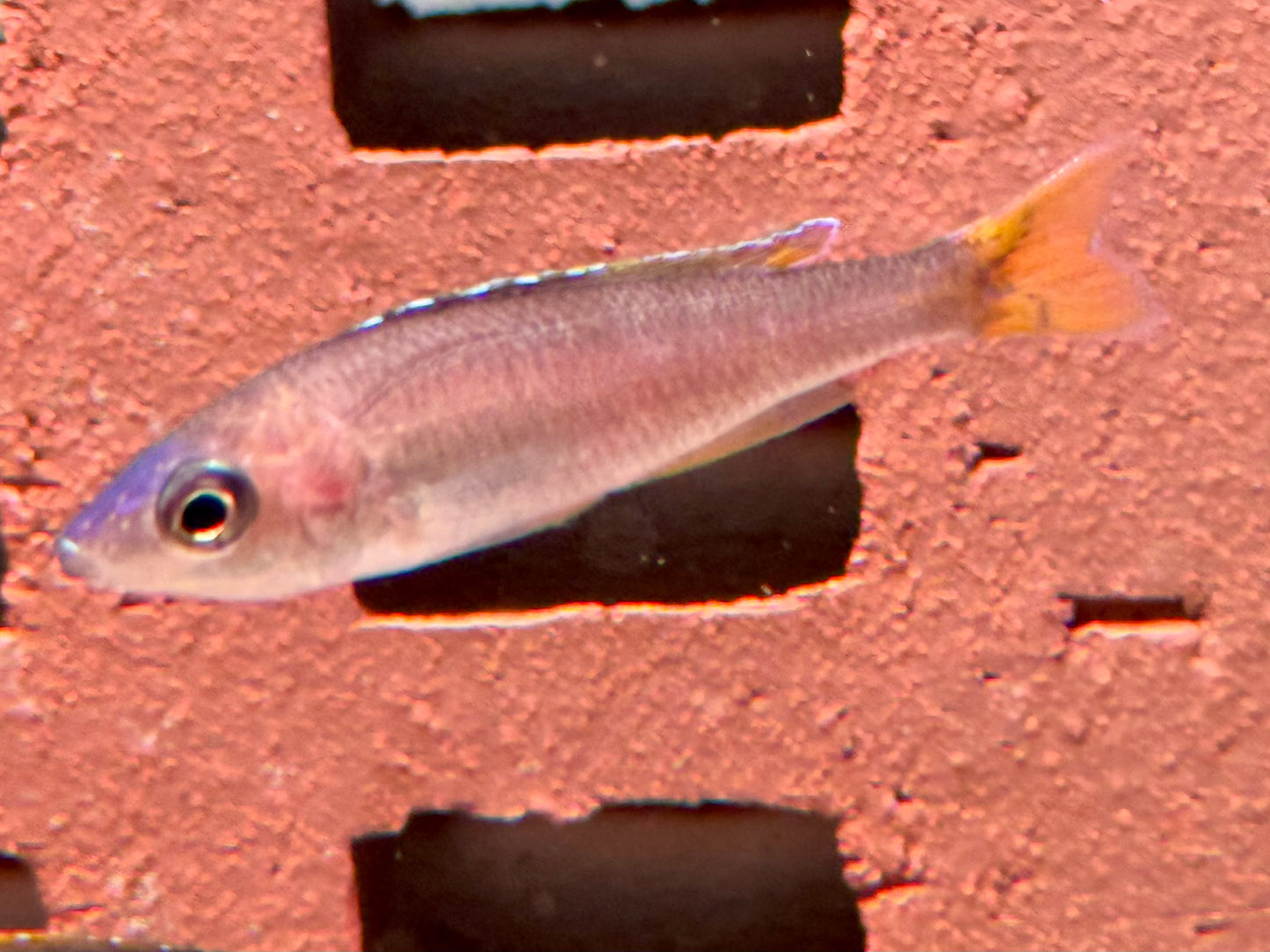 Blauer Heringscichlide Cyprichromis leptosoma Mpulungu