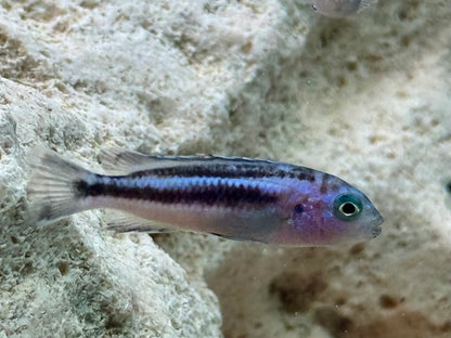 Blauer Johanni Melanochromis maingano 4-5 cm