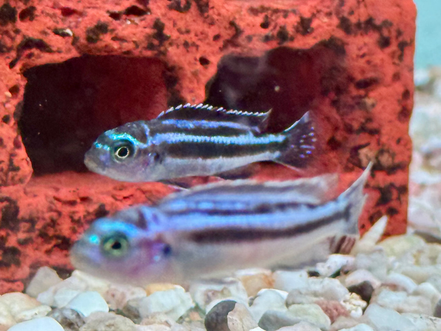 Blauer Johanni Melanochromis maingano 4-5 cm