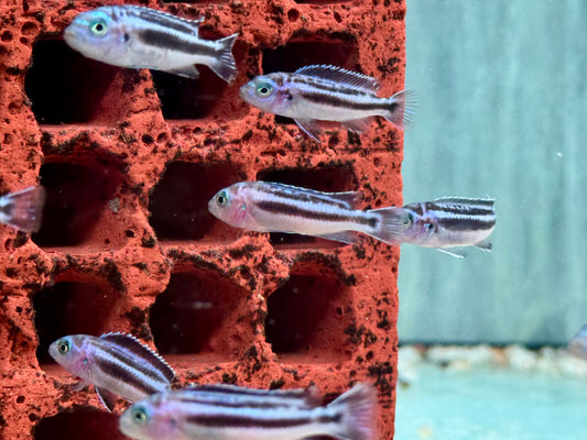 Blauer Johanni Melanochromis maingano 4-5 cm