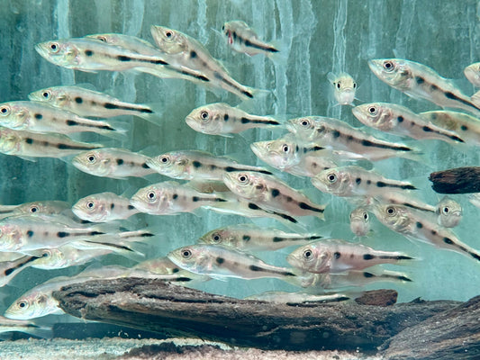 Blauer Kammbuntbarsch Cichla piquiti azul