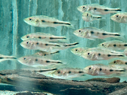 Blauer Kammbuntbarsch Cichla piquiti azul